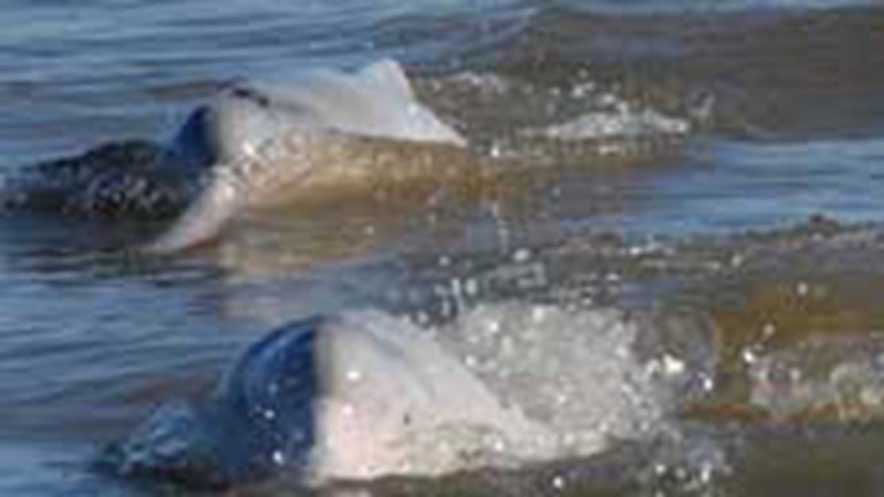 El delfín boliviano de agua dulce
(Inia boliviensis)